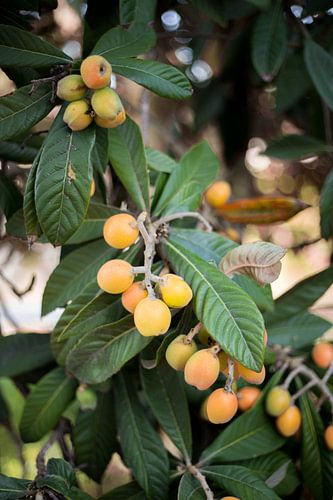 Loquat