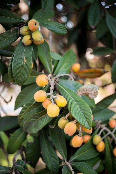 Loquat von Sharona Sprong