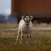 Jonge Svalbard rendieren in de Arctische lente