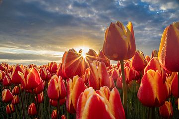 zon door de tulpen van peterheinspictures