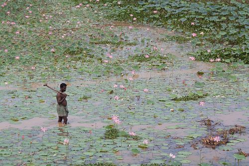 Reisfotografie: Man in een bloeiende lotus vijver, India
