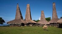 Das traditionelle Dorf Ratenggaro in West Sumba von Anges van der Logt Miniaturansicht