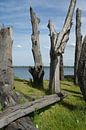 Bomen sculptuur in water landschap par Guus Quaedvlieg Aperçu