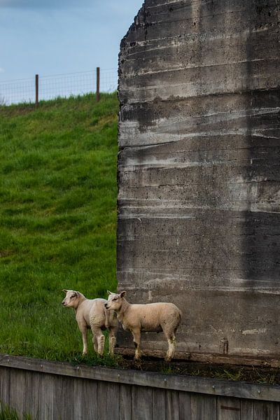 Zwei Schafe in der Nähe eines Bunkers von Nynke Altenburg