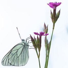 Vlinder op anjer by Fokko Erhart