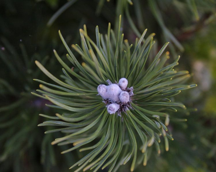 Needle force by Wendy Schellekens
