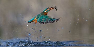 Kingfisher - Winter fare by Kingfisher.photo - Corné van Oosterhout