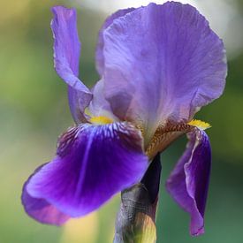 Beardlis by Linda de Klein