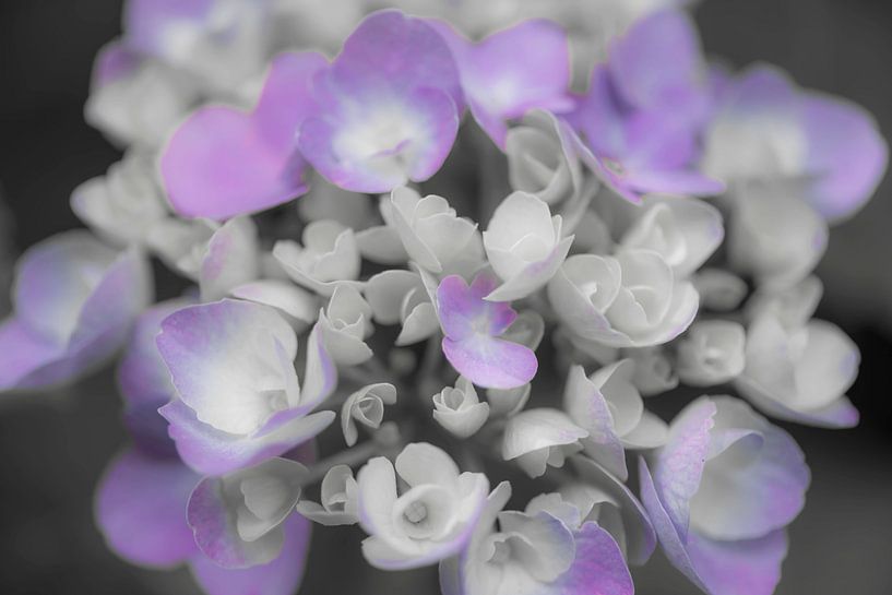 Hortensie von Ans Bastiaanssen