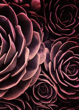 DARKSIDE OF SUCCULENTS-IB4 by Pia Schneider