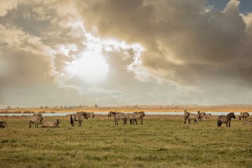 konik horses in the lauwersmeer area2 by anne droogsma