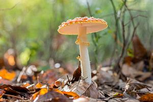 Paddestoel in herfstzon van Max ter Burg Fotografie