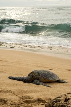 Hawaiian green sea turtle van Andrea Ooms