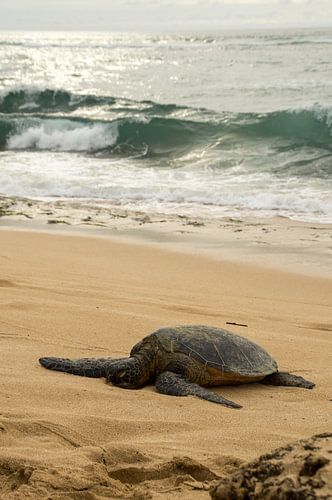 Hawaiian green sea turtle