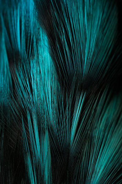 Feathered kingfisher by Danny Slijfer Natuurfotografie