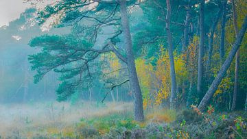 Forêt de l'Eese sur Mark van der Walle