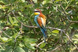 Singing Bee-eater