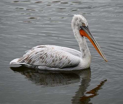 Dalmatier Pelikaan op kalm water van Jose Lok