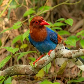 De Blauwe Parel van Sri Lanka van Lex van Doorn