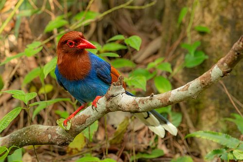 De Blauwe Parel van Sri Lanka