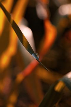 Waterdrop sur Pixel4ormer