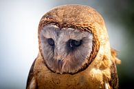 Uil, close up van Heino Minnema thumbnail