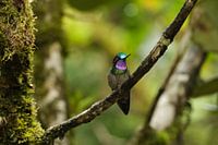 Costa Rica's colourful feathers