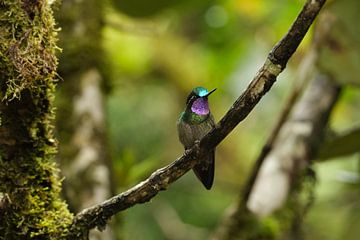 Costa Rica's colourful feathers by Tessa van der Laan