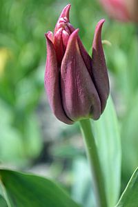 Tulpe (stehend)