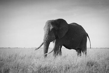 Een eenzame Tusker in de Masai Mara van Rogier Muller