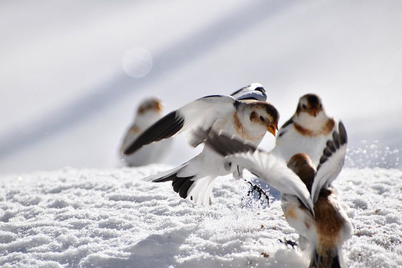 Snow sparrows in winter by Claude Laprise