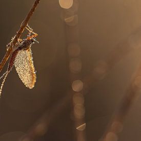 Dauw en insect in ochtendlicht van Miranda Rijnen Fotografie