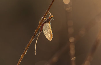 Tau und Insekt im Morgenlicht