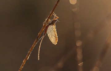 Dauw en insect in ochtendlicht van Miranda Rijnen Fotografie