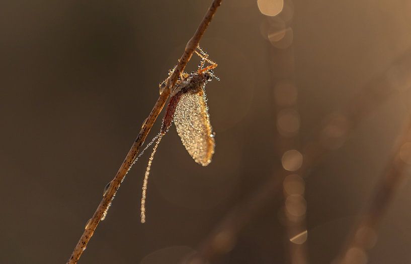 Tau und Insekt im Morgenlicht von Miranda Rijnen Fotografie