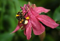 hummel auf akelei, 