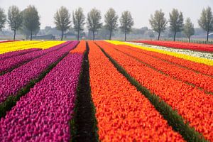 Tulip fields by Jim van Iterson