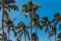 Palmbomen op een zonnige dag met een blauwe lucht.