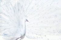 Weißer Pfau