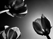 Hollandse tulpen in zwartwit van Jessica Berendsen thumbnail