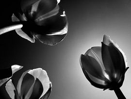 niederländischen Tulpen von Jessica Berendsen
