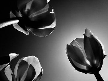 Hollandse tulpen in zwartwit van Jessica Berendsen