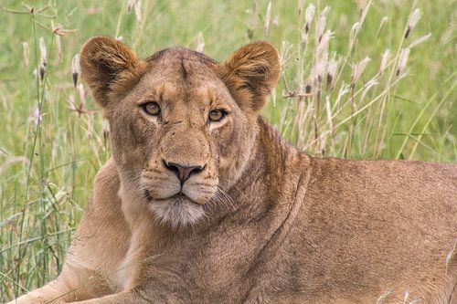 Leeuwin staren  naar zebra, kruger national park, zuid afrika