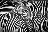 I see zebra stripes