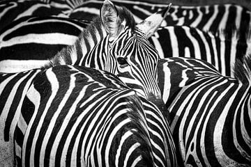 I see zebra stripes by Sharing Wildlife