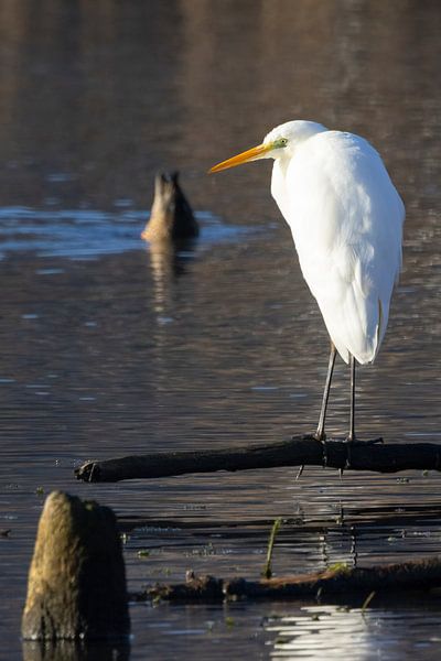 Great White Egret at Lake Kochel by Andreas Müller