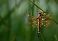 Dragonfly in the golden hour