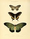 Vintage vlinder illustratie  van Vintage en botanische Prenten thumbnail