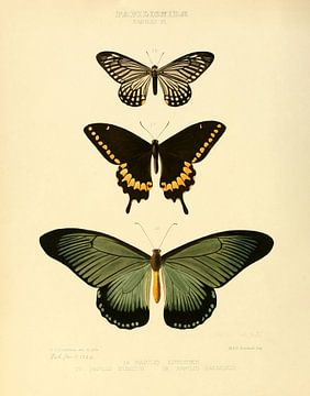 Illustration vintage d'un papillon 