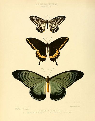 Vintage vlinder illustratie 